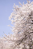 桜と青空