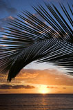 Maui+sunset+with+palm+tree.