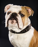 Bulldog+wearing+spike+collar.