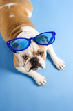 Bulldog+wearing+sunglasses.