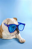 English+Bulldog+wearing+sunglasses.