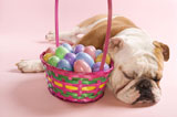 Bulldog+with+Easter+basket.