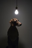 Dog+under+light+bulb.