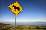 Cow+crossing+sign+in+Maui%2C+Hawaii.