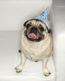 Pug+dog+in+party+hat.