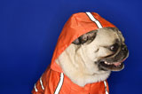 Pug+wearing+hoodie+jacket.