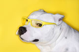 White+dog+wearing+yellow+glasses.