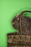 Gray+Persian+cat+in+basket.