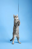 Cat+playing+with+string.
