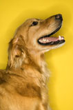 Golden+Retriever+dog+profile.
