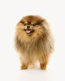 Fluffy+brown+Pomeranian+dog.
