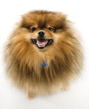 Fluffy+brown+Pomeranian+dog.