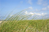 Beach+grass+swaying+with+the+wind.