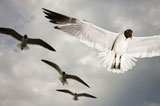 Seagulls+in+flight.