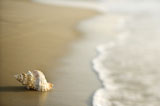 Conch+shell+on+sand.