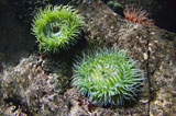 Sea+anemone.