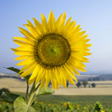 Sunflower+field%2C+Tuscany.