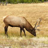 Elk+grazing+in+Yellowstone.