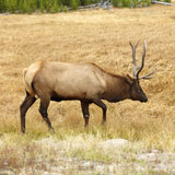 Elk+in+Yellowstone+Park.