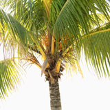 Palm+tree.