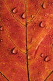 Maple+leaf+close+up.