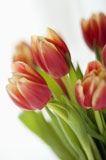 Tulip+flowers.