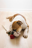 Dog+sniffing+red+rose.