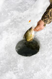 Pulling+sunfish+through+ice+hole