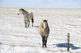 Two+horses+in+snow.