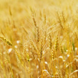 Field+of+wheat.