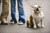 Bulldog+on+leash.