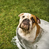 Bulldog+in+bath.