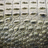 Crocodile+scales.