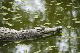 Swimming+crocodile.