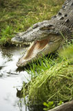 Crocodile+opening+mouth.