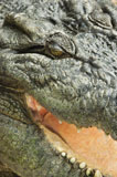 Crocodile+close+up.