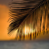 Palm+frond+sunset.