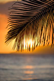 Palm+leaf+at+sunset.
