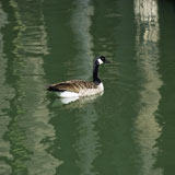 Duck+floating+on+lake