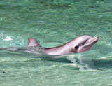 Dolphin+swimming