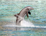 Dolphin+jumping