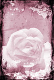 Grunge+rose