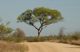 African+Landscape+-+Kruger+National+Park