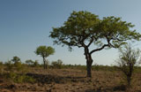 African+Landscape+-+Kruger+National+Park