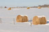 Bales+of+hay+laying+in+snowy+field+in+Alberta+Canada
