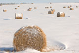 Bales+of+hay+laying+in+snow+on+field+in+Alberta+Canada