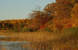 Marsh+and+Trees+in+Autumn+Colors