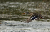 Duck+flying+over+water