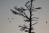Silhouette+of+tree+and+birds