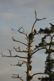 Eagle+perched+on+tree+top%2C+Wild+Pacific+Trail%2C+Vancouver+Island%2C+Canada